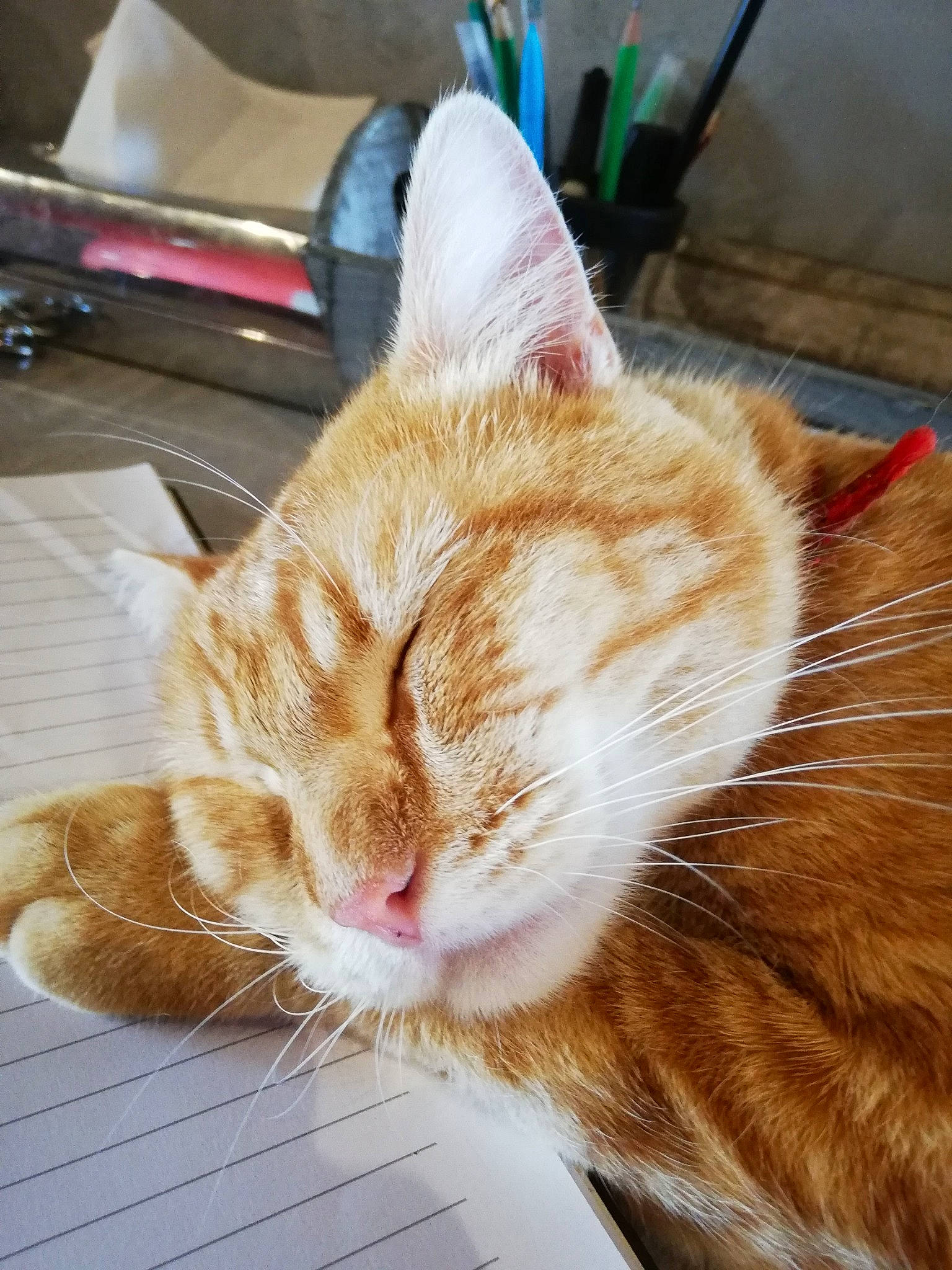 Aslan a rejoint le concours — aidez-le/la à gagner de superbes lots ! carnivore, cat, claw, comfort, domestic_short_haired_cat, ear, fawn, felidae, fur, nap, paw, sleep, small_to_medium_sized_cats, snout, tail, whiskers, window