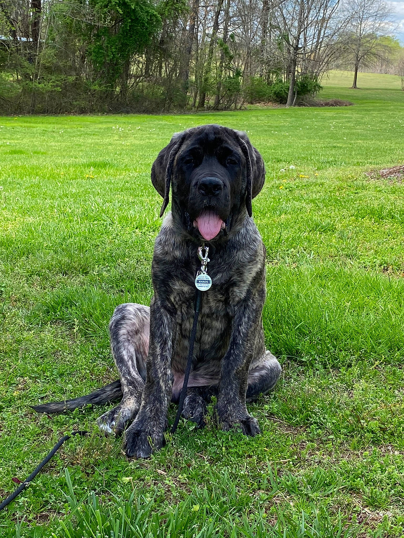 Khaos is registered to the contest to win money with this photo: borador, canidae, carnivore, collar, companion_dog, dog, dog_breed, dog_collar, grass, grassland, groundcover, gun_dog, liver, plant, sporting_group, tail, terrestrial_animal, tree, working_animal, working_dog