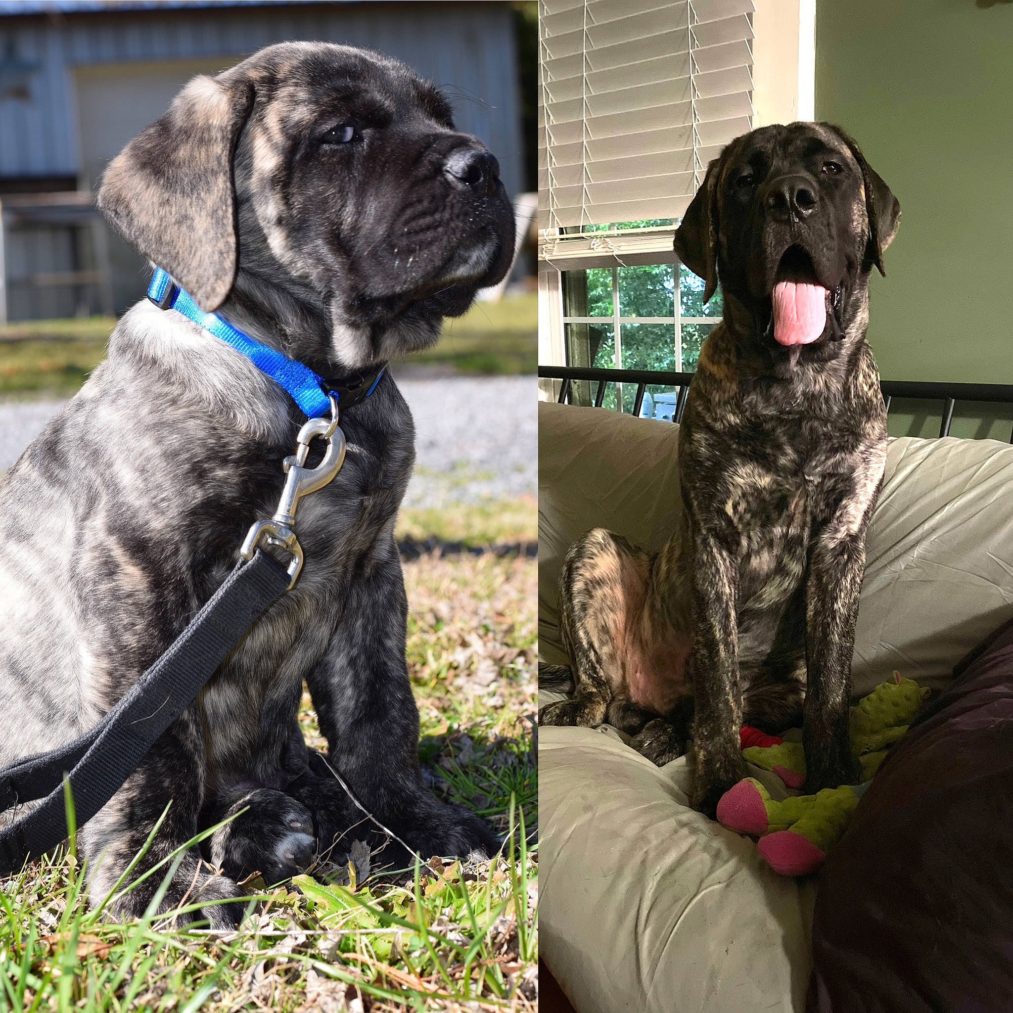 Khaos joined the competition — help win amazing prizes! borador, canidae, carnivore, collar, companion_dog, dog, dog_breed, dog_collar, fawn, fur, grass, gun_dog, liver, pet_supply, snout, sporting_group, tail, window, working_animal, working_dog