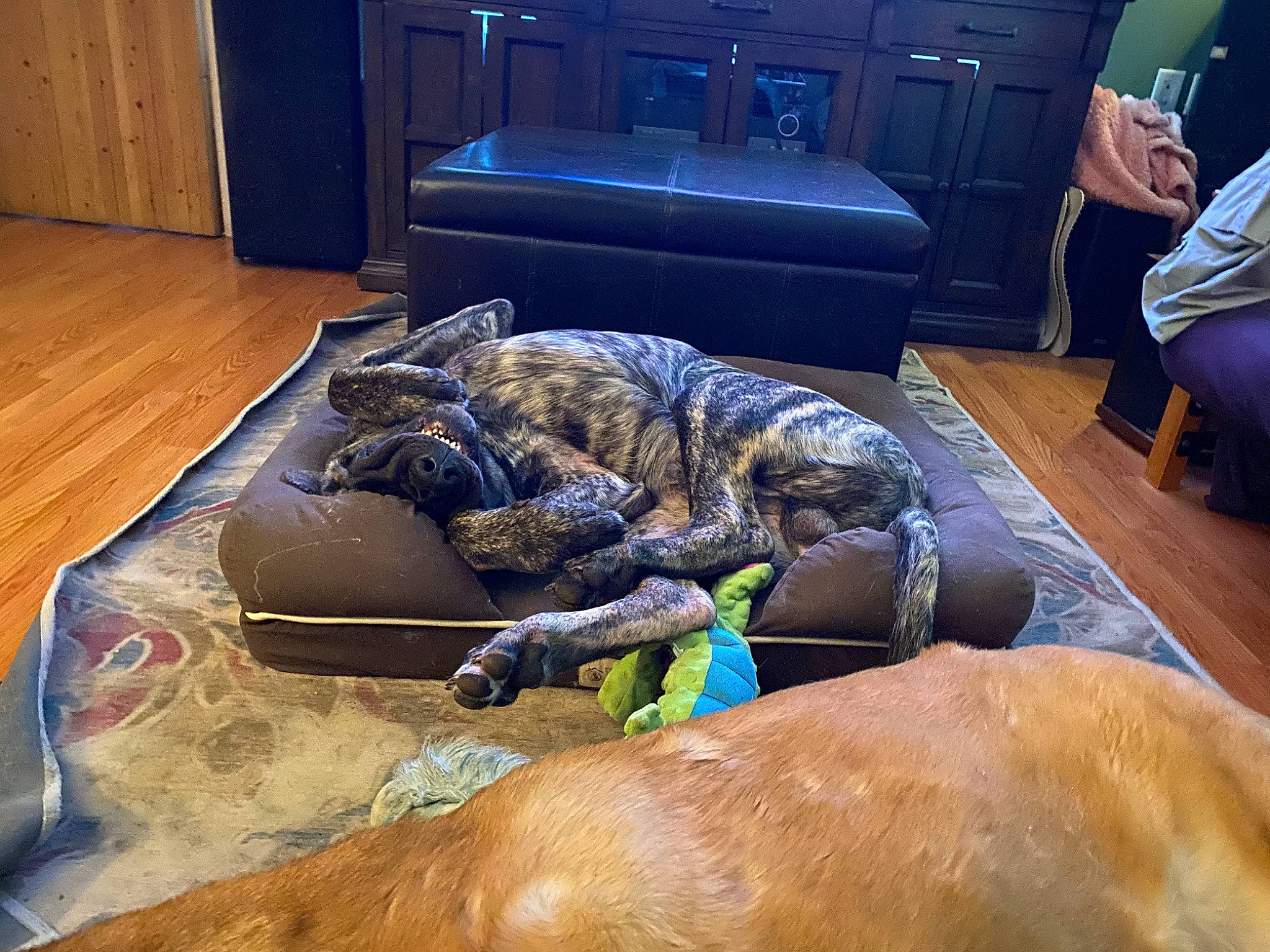 Khaos is registered to the contest to win money with this photo: armrest, cabinetry, canidae, carnivore, chair, chest_of_drawers, comfort, companion_dog, couch, dog, dog_breed, fawn, floor, flooring, hardwood, military_person, sporting_group, television, wood, working_animal