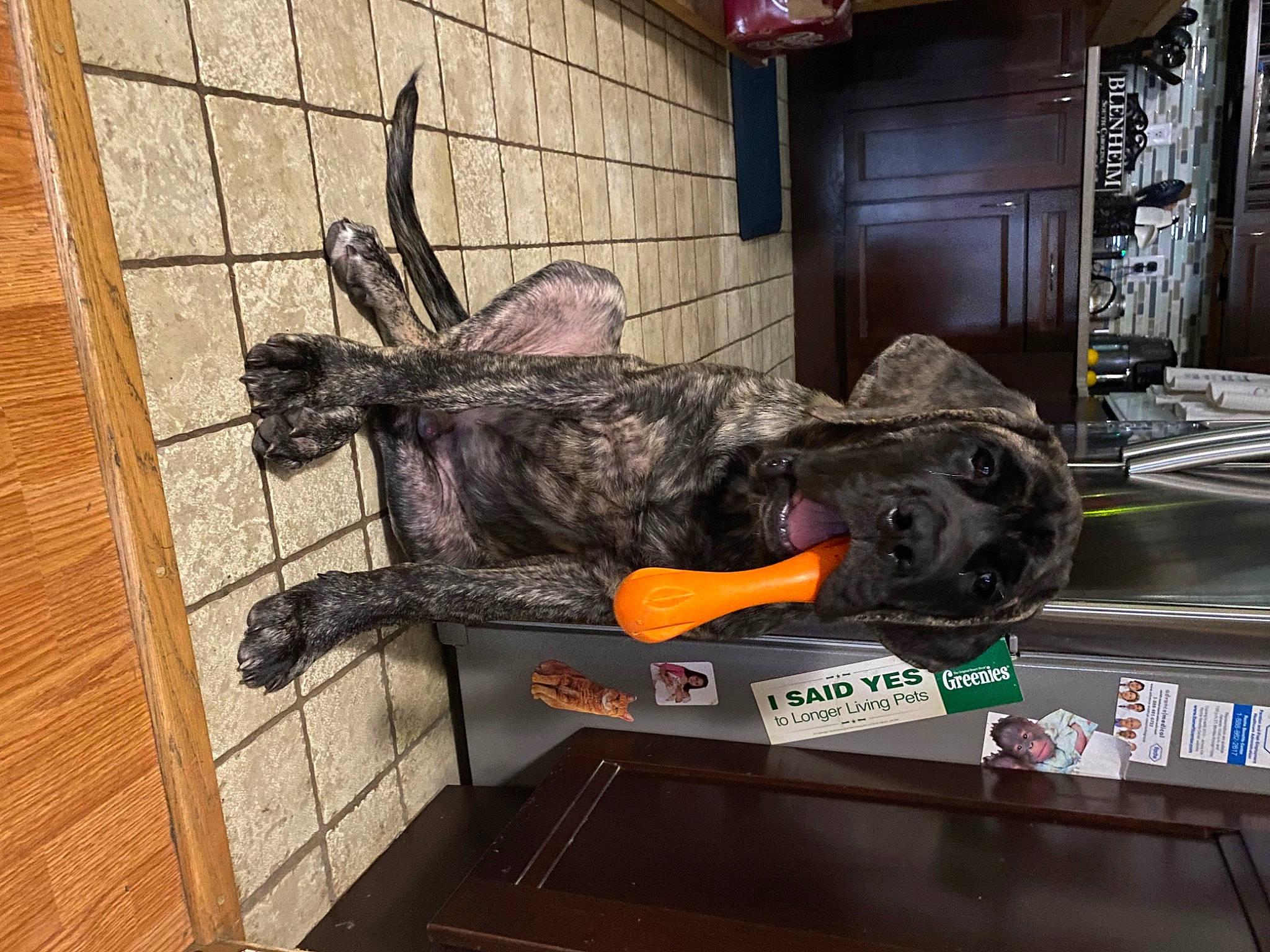 Khaos is registered to the contest to win money with this photo: art, automotive_tire, canidae, carnivore, dog, dog_breed, fur, guard_dog, machine, metal, room, sculpture, sporting_group, statue, tail, wood, working_animal