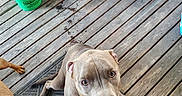Misty Mae is registered to the contest to win money with this photo: dog, dogs, pit_bull, puppy, pet, animal, portrait, close_up, outdoor, porch, wooden_deck, floor, rug, bucket, fan, chairs, sneaker, brown_dog, gray_dog, curious