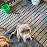 dog, dogs, pit_bull, puppy, pet, animal, portrait, close_up, outdoor, porch, wooden_deck, floor, rug, bucket, fan, chairs, sneaker, brown_dog, gray_dog, curious