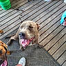 Misty Mae joined the competition — help win amazing prizes! dogs, dog, pets, animal, canine, smiling, happy, panting, open_mouth, tongue, porch, deck, wooden_floor, outdoor, doormat, bucket, fan, laundry_basket, sneakers, person