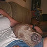 Misty Mae is registered to the contest to win money with this photo: dog, sleeping, pet, lap, person, couch, indoors, home, cozy, upside_down, short_hair, brown_dog, snuggling, relaxed, watch, jeans, keychain, dim_lighting, portrait, casual