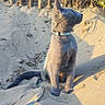 Bodhi participe au concours pour gagner de l'argent avec cette photo : animal, beach, calm, cat, collar, daylight, fence, fur, gray_cat, greenery, leash, nature, outdoor, pet, portrait, quiet, sand, sitting, sunlight, wooden_fence
