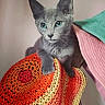 Bodhi participe au concours pour gagner de l'argent avec cette photo : cat, gray_cat, green_eyes, crocheted_blanket, orange, yellow, red, knitting, texture, indoor, pet, animal, cute, curious, feline, soft_light, close_up, cozy, resting, colorful