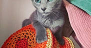 Bodhi participe au concours pour gagner de l'argent avec cette photo : cat, gray_cat, green_eyes, crocheted_blanket, orange, yellow, red, pink_blanket, green_blanket, indoor, pet, feline, cute, curious, cozy, texture, colorful, soft, resting, animal