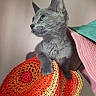 Bodhi a rejoint le concours — aidez-le/la à gagner de superbes lots ! cat, gray_cat, pets, crocheted_blanket, colorful_blanket, green_eyes, curious, indoor, cozy, soft_textiles, close_up, side_view, feline, animal, resting, warm_colors, home, knitted, cute, domestic_animal