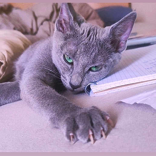 Bodhi