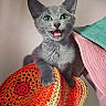 cat, kitten, gray_cat, green_eyes, crocheted_blanket, orange, red, yellow, pink_blanket, green_blanket, indoor, pet, cute, furry, small, animal, close_up, paw, cozy, playful