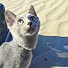 animal, beach, cat, closeup, collar, curious, daylight, dunes, feline, gray_cat, green_eyes, looking_up, mammal, nature, outdoor, pet, sand, shadow, sunlight, whiskers