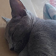 Bodhi a rejoint le concours — aidez-le/la à gagner de superbes lots ! animal, calm, cat, close_up, cozy, domestic_animal, ear, feline, gray_fur, indoor, nap, peaceful, pet, quiet, relaxed, resting, side_view, sleeping, soft_texture, whiskers