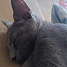 animal, calm, cat, close_up, cozy, domestic_animal, ear, feline, gray_fur, indoor, nap, peaceful, pet, quiet, relaxed, resting, side_view, sleeping, soft_texture, whiskers