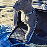 animal, beach, blue_towel, bushes, carrier, cat, curious, daytime, fence, gray_cat, harness, leash, nature, outdoor, pet, portrait, sand, sunlight, travel, vacation