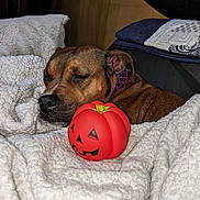 Sissy joined the competition — help win amazing prizes! dog, sleeping, blanket, toy, jack_o_lantern, indoor, cozy, brown_dog, resting, fur, pet, cute, closeup, soft, comfort, purple_collar, relaxing, home, warm, snuggling