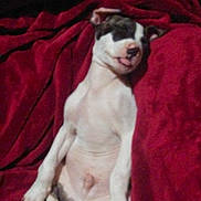 Will is registered to the contest to win money with this photo: animal, blanket, canine, cozy, cute, dog, domestic_animal, fur, indoor, mammal, napping, paw, pet, puppy, red_blanket, relaxed, resting, sleeping, snout, young_dog