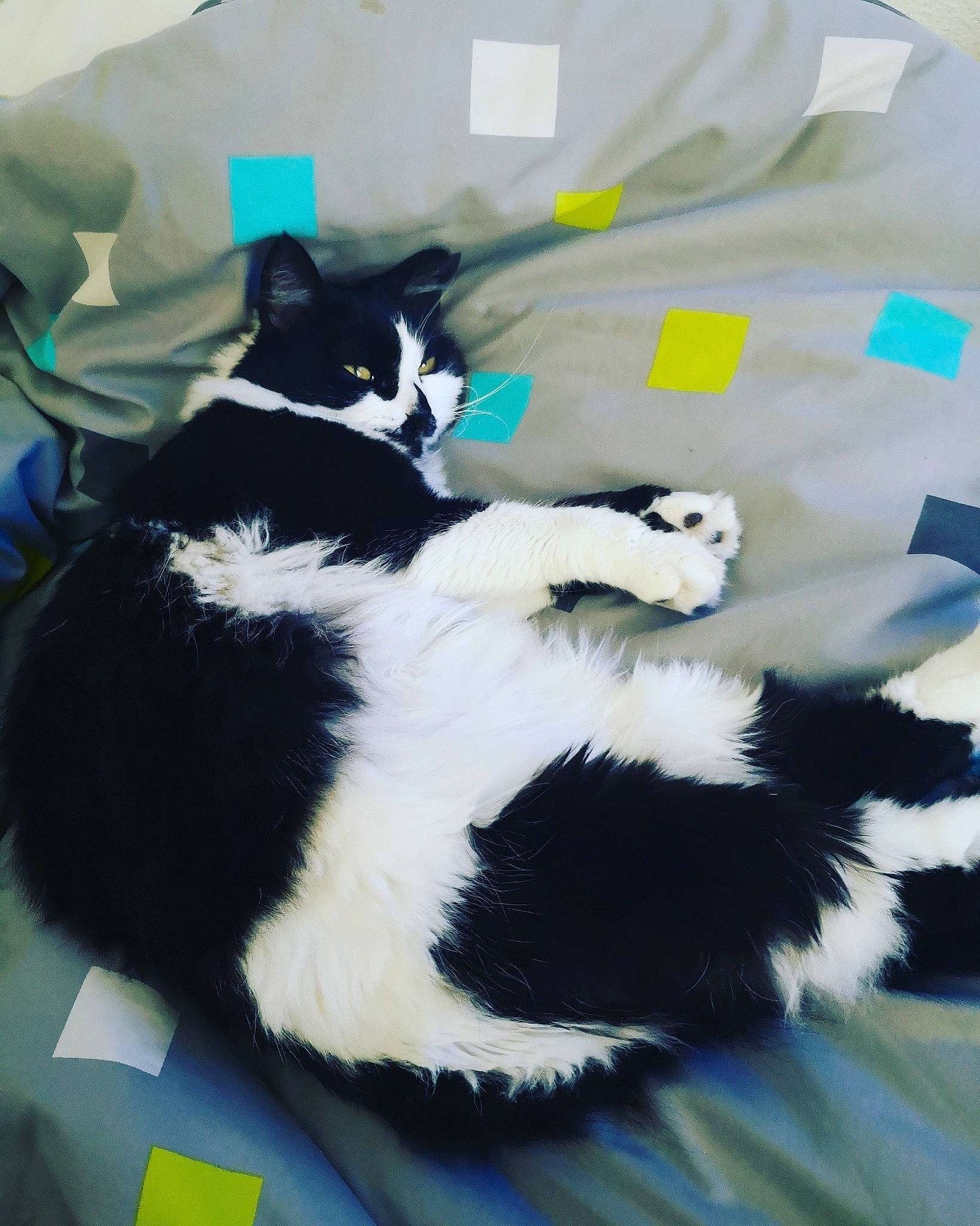 Rocket participe au concours pour gagner de l'argent avec cette photo : black_and_white, carnivore, cat, felidae, fur, kitten, small_to_medium_sized_cats, tail, whiskers