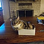 Lily is registered to the contest to win money with this photo: cat, tabby, box, wooden_table, fireplace, cozy, indoor, feline, pet, fur, home_decor, domestic_animal, curious, resting, comfortable, brown, striped, animal, household, relaxed