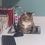 Lily is registered to the contest to win money with this photo: cat, sink, kitchen, countertop, keyboard, mouse, container, soap_dispenser, tabby_cat, feline, pet, indoor, curious, furniture, appliance, domestic, cleaning, office, technology, reflection