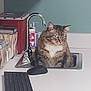 cat, sink, kitchen, countertop, keyboard, mouse, container, soap_dispenser, tabby_cat, feline, pet, indoor, curious, furniture, appliance, domestic, cleaning, office, technology, reflection