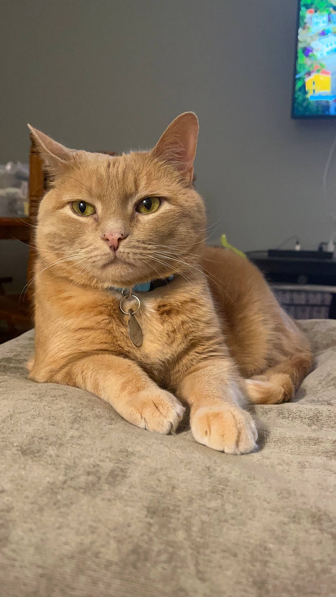 Simba joined the competition — help win amazing prizes! cable_television, carnivore, cat, claw, display_device, domestic_short_haired_cat, fawn, felidae, fur, gesture, led_backlit_lcd_display, paw, small_to_medium_sized_cats, snout, tail, television, terrestrial_animal, whiskers, wildlife, wood