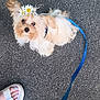 Ranunculus.... Ranky joined the competition — help win amazing prizes! animal, asphalt, black_slipper, blue_leash, companion, cute, daisy, dog, flower_crown, fluffy, footwear, leash, looking_up, outdoor, painted_toenails, pet, small_dog, toenails, walking, white_sandal