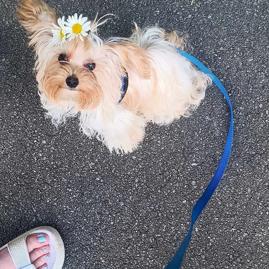 Ranunculus.... Ranky joined the competition — help win amazing prizes! animal, asphalt, black_slipper, blue_leash, companion, cute, daisy, dog, flower_crown, fluffy, footwear, leash, looking_up, outdoor, painted_toenails, pet, small_dog, toenails, walking, white_sandal