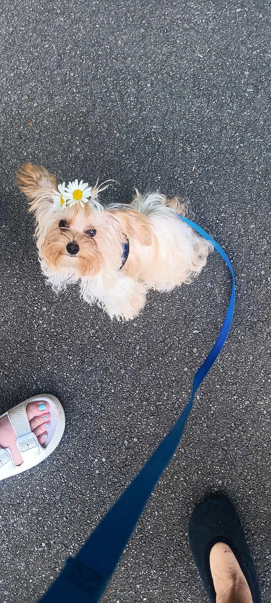 Ranunculus.... Ranky joined the competition — help win amazing prizes! animal, asphalt, black_slipper, blue_leash, companion, cute, daisy, dog, flower_crown, fluffy, footwear, leash, looking_up, outdoor, painted_toenails, pet, small_dog, toenails, walking, white_sandal