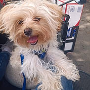 Ranunculus.... Ranky joined the competition — help win amazing prizes! box, canine, casual, companion, daylight, dog, fluffy, fur, happy, jeans, leash, mirror, outdoor, paw, person_reflection, pet, pet_accessory, seat, smiling, tongue_out