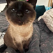 Lola is registered to the contest to win money with this photo: siamese_cat, cat, pet, close_up, whiskers, fur, indoors, bed, blanket, cozy, portrait, cute, curious, eyes, ears, feline, domestic_cat, sitting, soft_texture, bedding