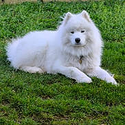 Ulyse a rejoint le concours — aidez-le/la à gagner de superbes lots ! dog, samoyed, white_dog, fluffy, long_fur, outdoor, grass, garden, lying_down, portrait, pet, canine, pointed_ears, black_nose, collar, greenery, stone_wall, lawn, animal, cute