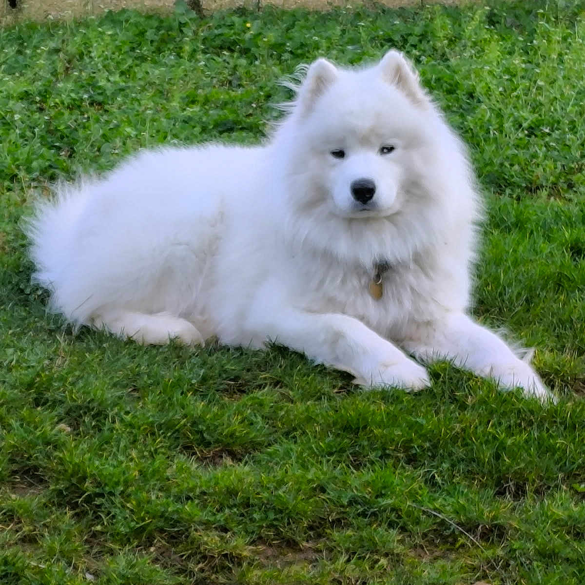 Ulyse a rejoint le concours — aidez-le/la à gagner de superbes lots ! dog, samoyed, white_dog, fluffy, long_fur, outdoor, grass, garden, lying_down, portrait, pet, canine, pointed_ears, black_nose, collar, greenery, stone_wall, lawn, animal, cute