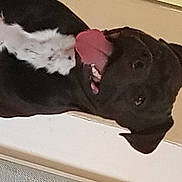 Mélio participe au concours pour gagner de l'argent avec cette photo : borador, canidae, carnivore, collar, comfort, companion_dog, dog, dog_breed, dog_collar, fur, guard_dog, liver, non_sporting_group, puppy, snout, sporting_group, tail, vertebrate, working_animal