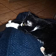 Nisky a rejoint le concours — aidez-le/la à gagner de superbes lots ! carnivore, cat, comfort, dog_breed, domestic_short_haired_cat, electric_blue, felidae, floor, flooring, fur, hardwood, mammal, room, small_to_medium_sized_cats, snout, tail, tints_and_shades, vertebrate, whiskers, wood