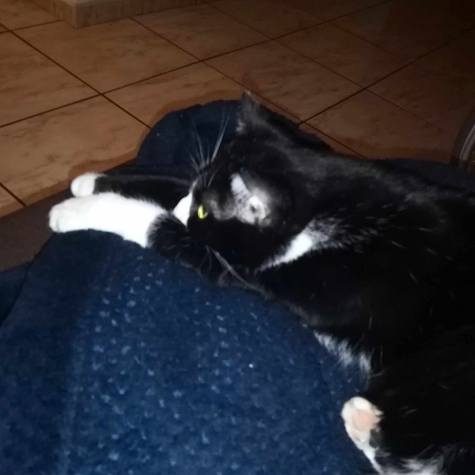 Nisky a rejoint le concours — aidez-le/la à gagner de superbes lots ! carnivore, cat, comfort, dog_breed, domestic_short_haired_cat, electric_blue, felidae, floor, flooring, fur, hardwood, mammal, room, small_to_medium_sized_cats, snout, tail, tints_and_shades, vertebrate, whiskers, wood