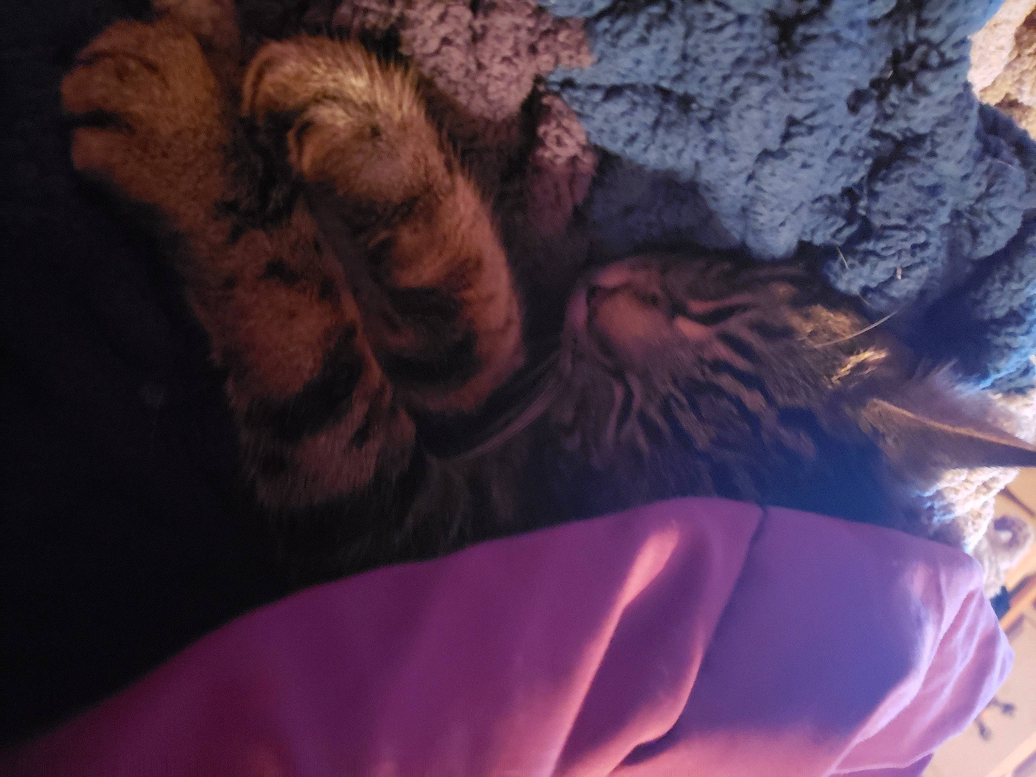 Aiva is registered to the contest to win money with this photo: art, artifact, cg_artwork, darkness, electric_blue, felidae, flesh, formation, fur, illustration, mythology, rock, sculpture, shadow, visual_arts, whiskers, wing, wood