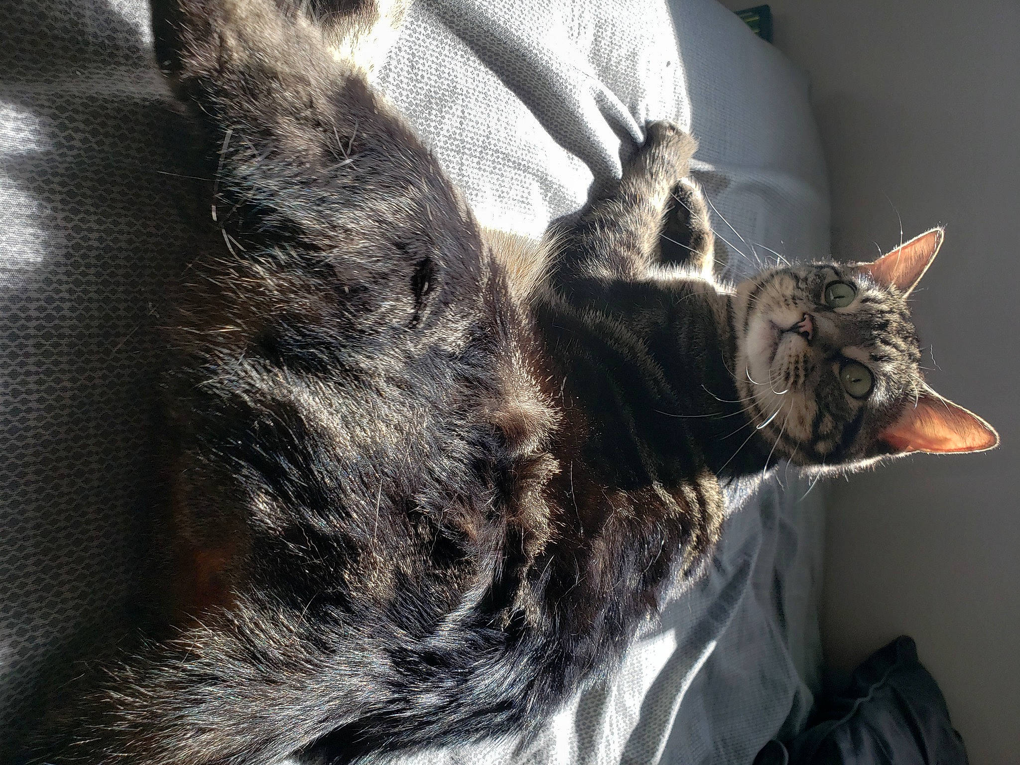 Aiva is registered to the contest to win money with this photo: carnivore, cat, claw, comfort, domestic_short_haired_cat, ear, felidae, fur, grey, paw, sitting, small_to_medium_sized_cats, snout, tail, tree, whiskers, window