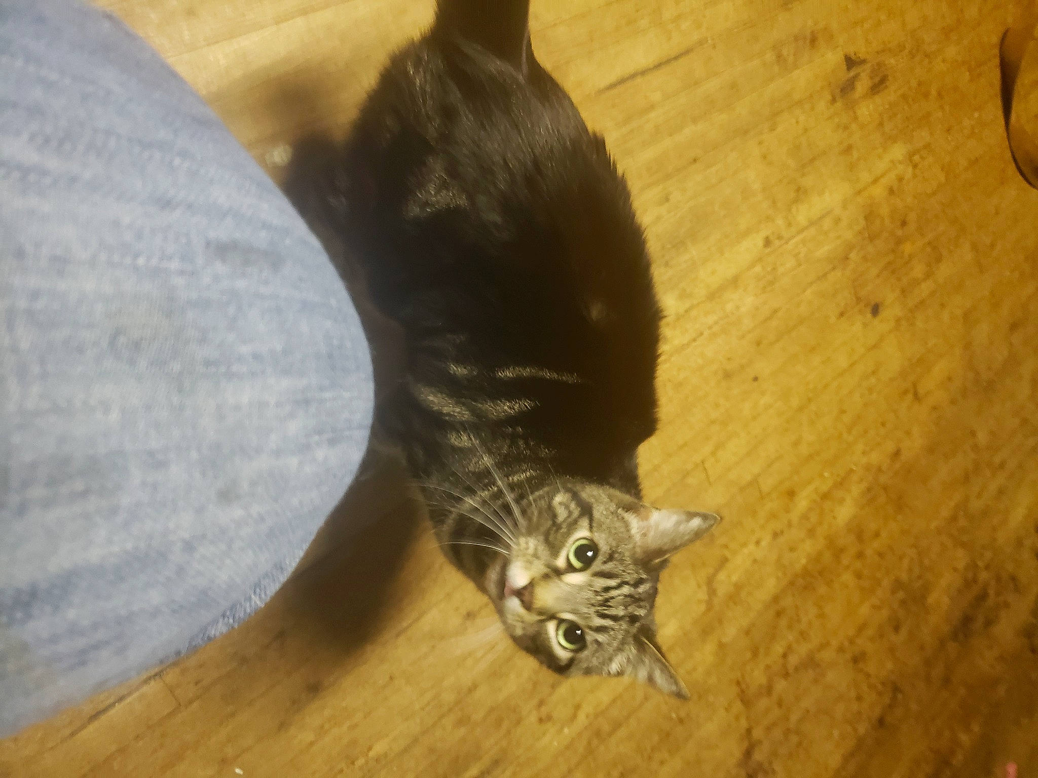 Aiva joined the competition — help win amazing prizes! carnivore, cat, comfort, domestic_short_haired_cat, felidae, floor, flooring, fur, hardwood, laminate_flooring, paw, small_to_medium_sized_cats, tail, varnish, whiskers, wood, wood_flooring, wood_stain