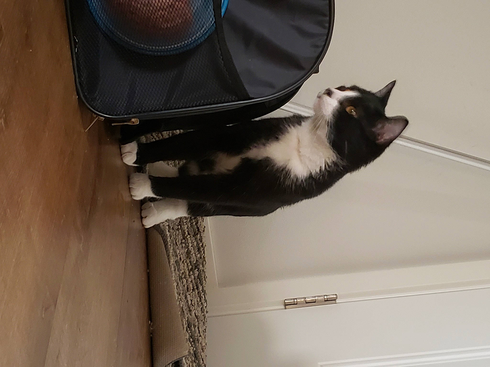 Little Foot joined the competition — help win amazing prizes! audio_equipment, black_cat, carnivore, cat, domestic_short_haired_cat, fashion_accessory, felidae, foot, fur, grey, hat, human_leg, shadow, small_to_medium_sized_cats, strap, sunglasses, tail, whiskers, window, wood