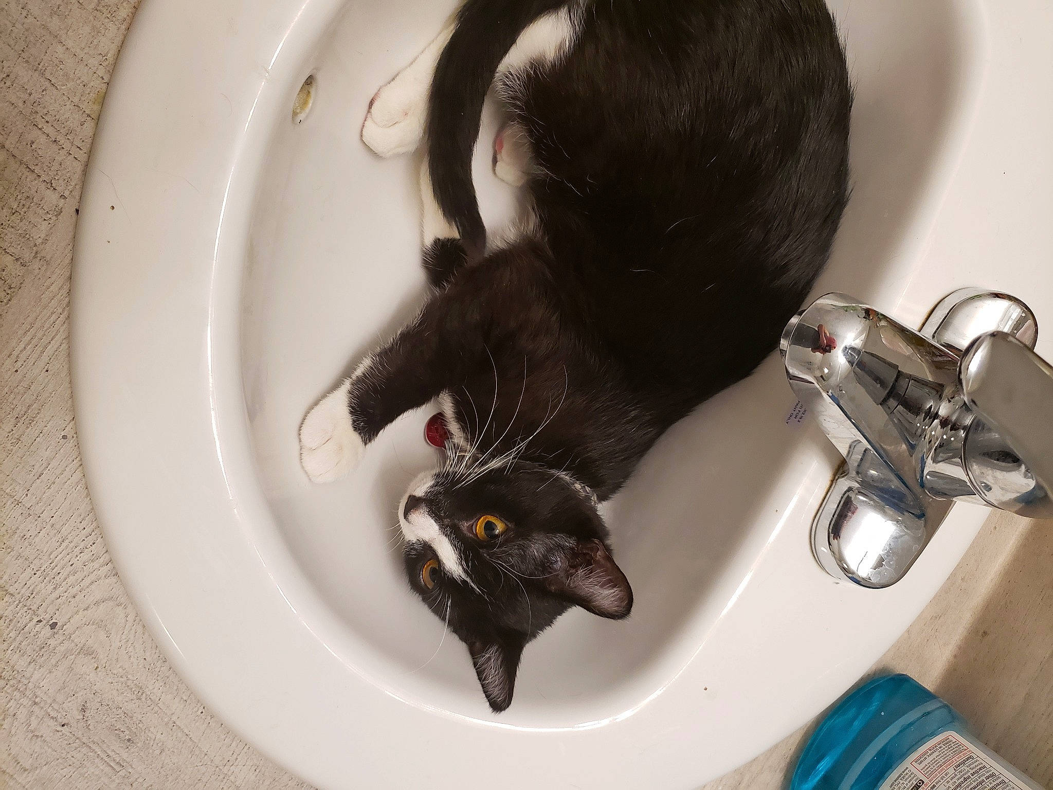 Little Foot is registered to the contest to win money with this photo: animal_feed, bathroom, black_cat, carnivore, cat, cat_food, domestic_short_haired_cat, felidae, fluid, fur, pet_food, pet_supply, plumbing, plumbing_fixture, sink, small_animal_food, small_to_medium_sized_cats, tail, tap, whiskers