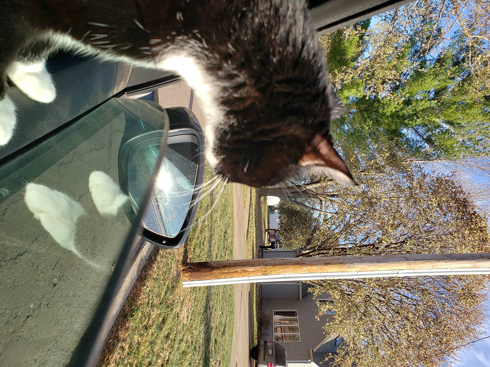 Little Foot is registered to the contest to win money with this photo: automotive_exterior, automotive_lighting, automotive_mirror, carnivore, cat, domestic_short_haired_cat, felidae, fur, plant, rear_view_mirror, reflection, sky, small_to_medium_sized_cats, sunlight, tail, tints_and_shades, tree, vertebrate, whiskers, windshield