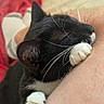 animal, arm, bed, black_and_white_cat, blanket, cat, closeup, cozy, feline, foot, indoor, paw, person, pet, red_blanket, resting, skin, snuggling, sock, whiskers