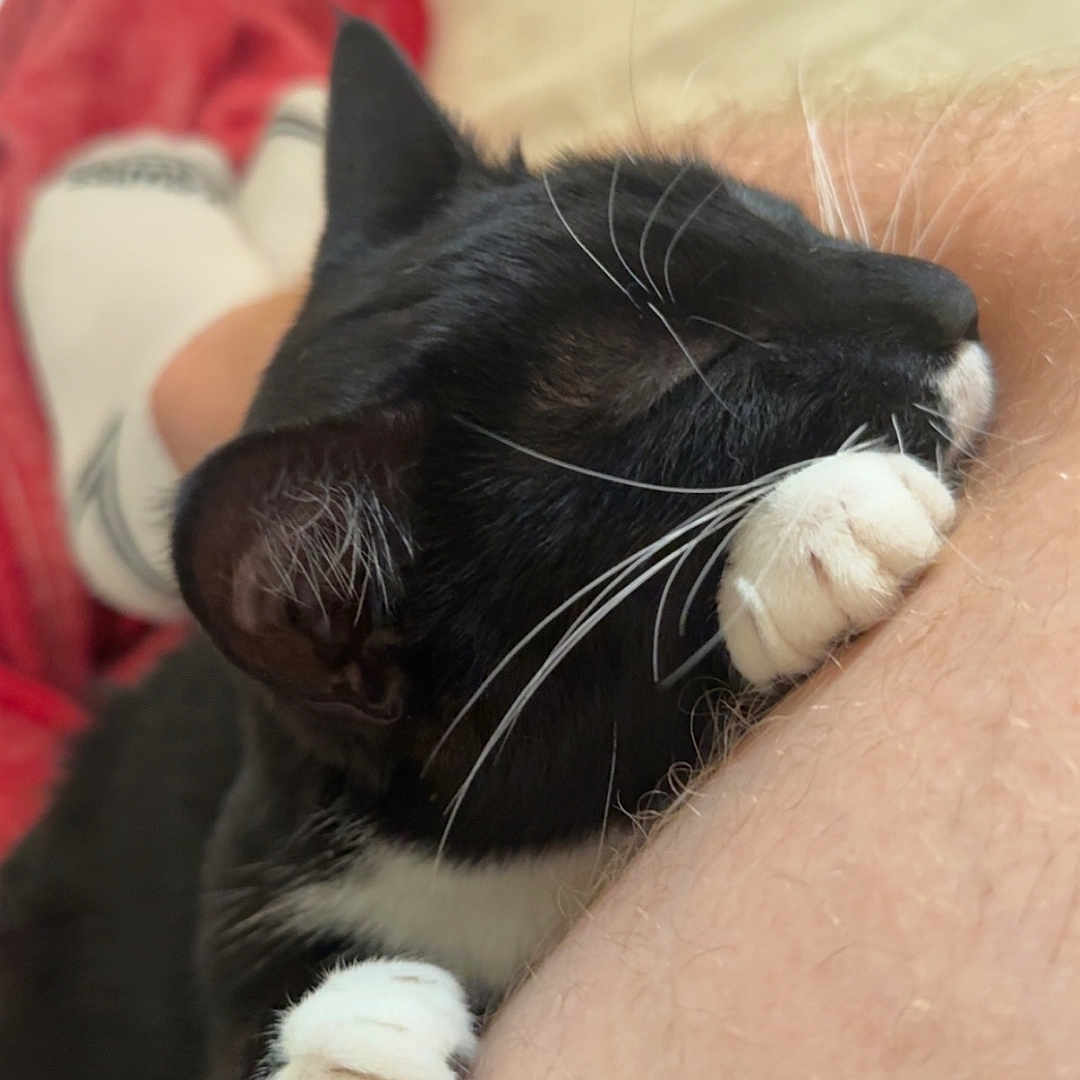 Kitler