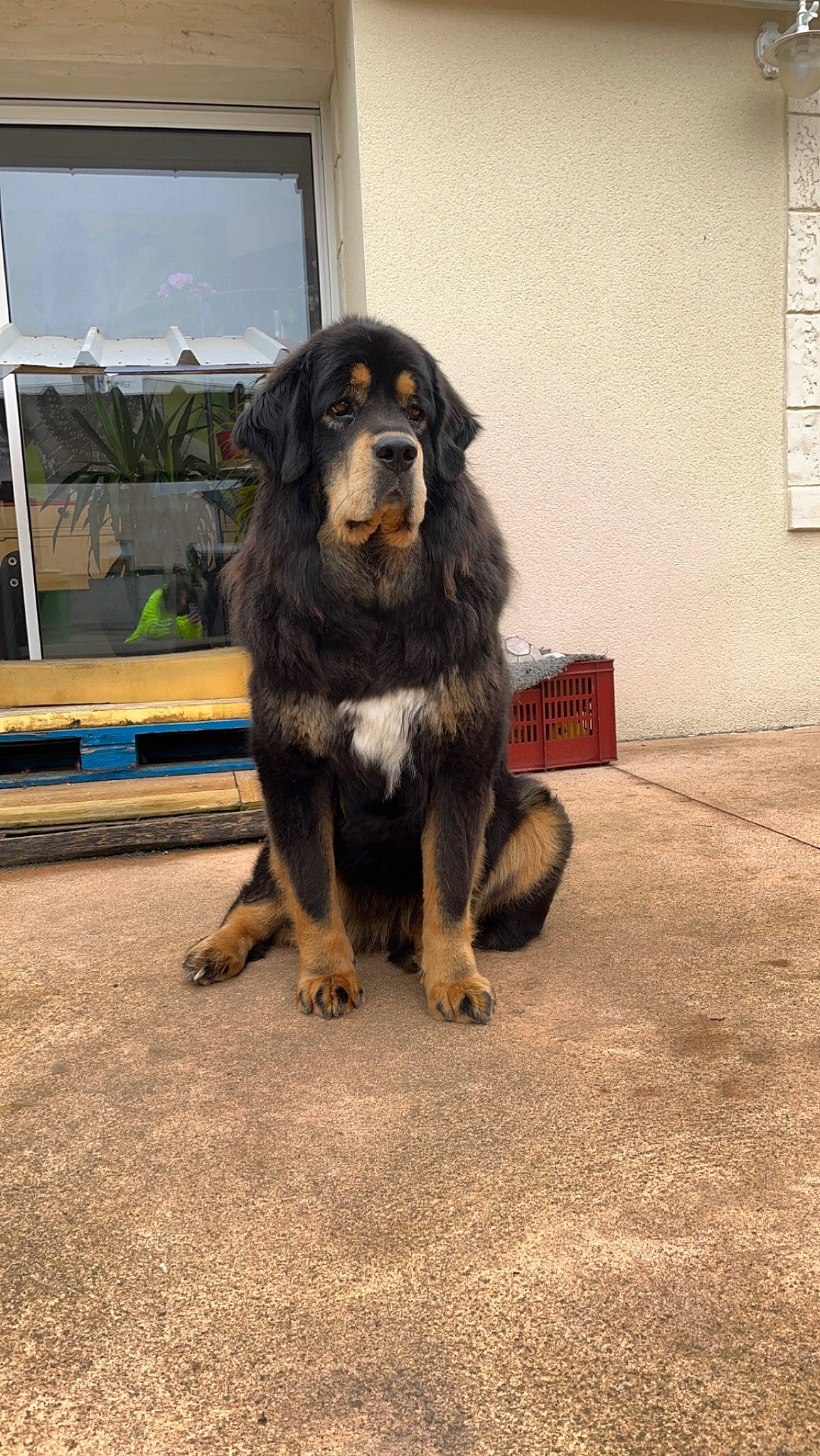 Palden participe au concours pour gagner de l'argent avec cette photo : automotive_tire, canidae, carnivore, companion_dog, dog, dog_breed, door, flooring, fur, guard_dog, plant, snout, sporting_group, window, working_animal, working_dog