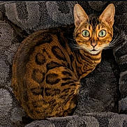 Josie is registered to the contest to win money with this photo: cat, bengal_cat, pet, animal, feline, green_eyes, striped_fur, spotted_fur, whiskers, pointed_ears, sitting, curled_tail, blanket, gray_blanket, indoors, portrait, closeup, alert, cute, tabby