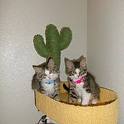Vinny And Kali is registered to the contest to win money with this photo: cat, kitten, pets, indoor, cat_tree, cactus_shape, collar, cute, feline, fur, whiskers, playful, domestic, animal, resting, curious, two_kittens, soft_texture, blanket, corner