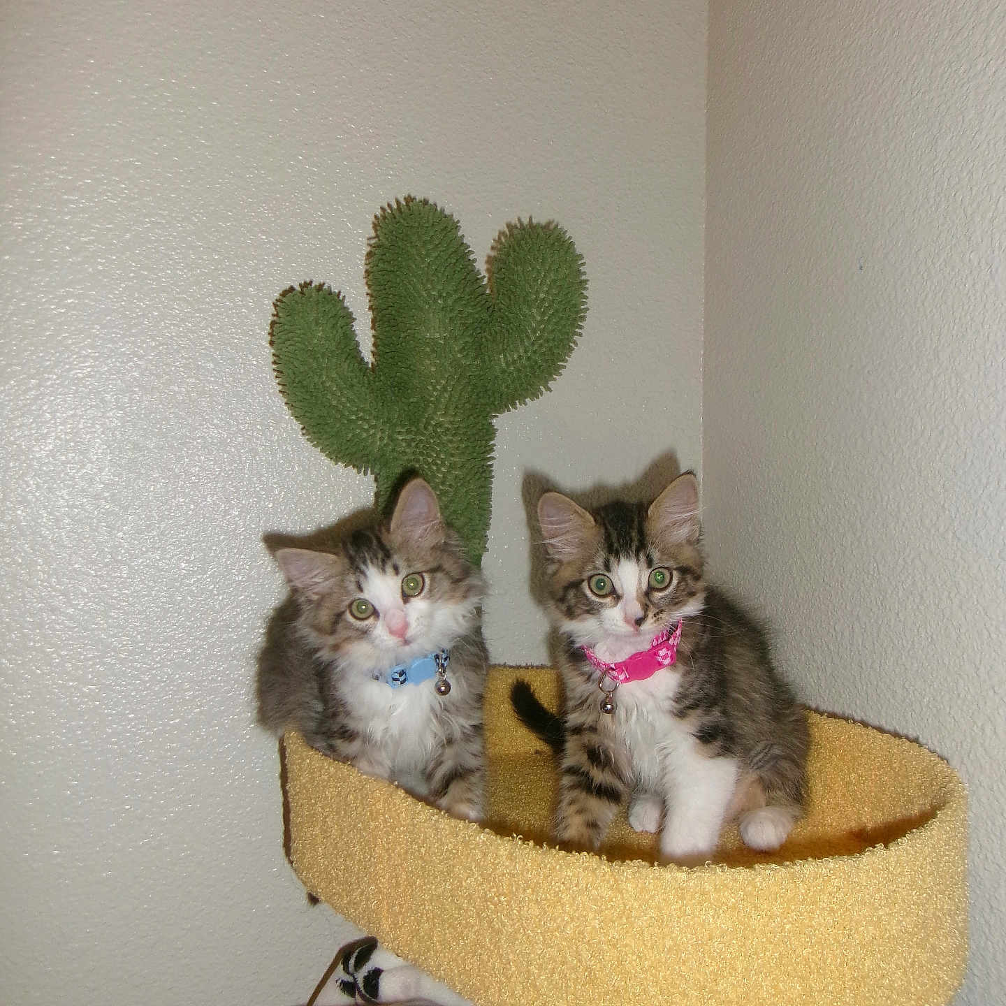 Vinny And Kali is registered to the contest to win money with this photo: cat, kitten, pets, indoor, cat_tree, cactus_shape, collar, cute, feline, fur, whiskers, playful, domestic, animal, resting, curious, two_kittens, soft_texture, blanket, corner