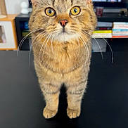 Alfus a rejoint le concours — aidez-le/la à gagner de superbes lots ! cat, tabby, whiskers, yellow_eyes, curious, indoor, pet, feline, animal, fur, face, standing, black_surface, closeup, domestic_cat, cute, portrait, looking_up, young_cat, table