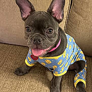 Croissant joined the competition — help win amazing prizes! animal, bulldog, canine, dog, frenchbulldog, pet, pitbull, pug, puppy
